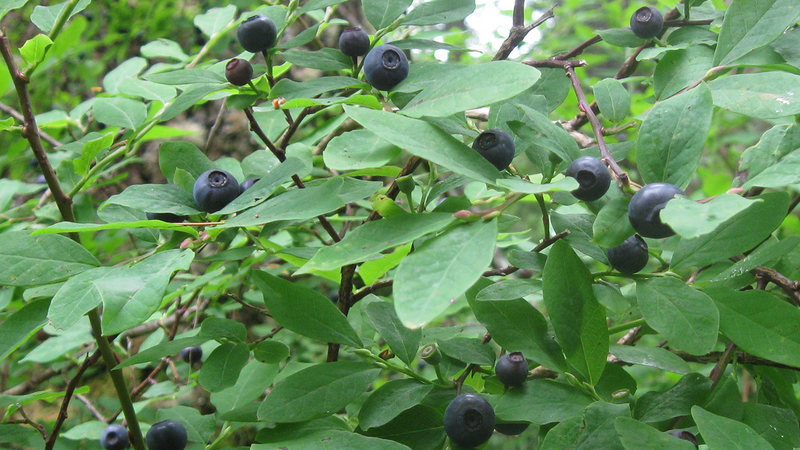Illustration for article titled The Tastiest Berries That Grow Wild In North America